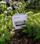 Petre Inspirescu -  Traces of the wind (2LP)