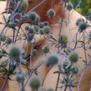 Dale Cornish - Altruism (CD)