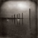 OM - Conference of the Birds (CD)