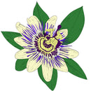 KiF Productions - Music To Watch Seeds Grow By 010: KiF PRODUCTIONS (Passiflora) (CS)