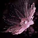 Dania - Listless (LP)