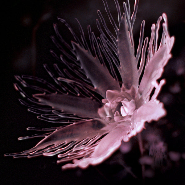 Dania - Listless (LP)