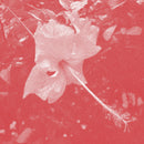 Celer - Poulaine (CD)